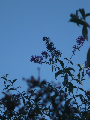 夕空と梢
